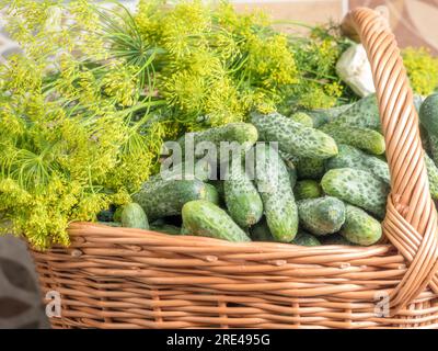 Pila di cetrioli freschi con aneto nel cestino di vimini pronti per il decapaggio Foto Stock