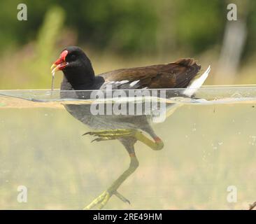 Un assaggio subacqueo di brughiere sull'acqua Foto Stock