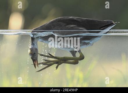 Un assaggio subacqueo di brughiere sull'acqua Foto Stock