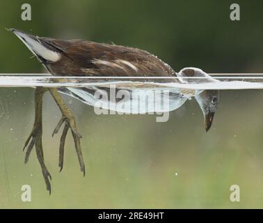 Un assaggio subacqueo di brughiere sull'acqua Foto Stock