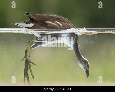 Un assaggio subacqueo di brughiere sull'acqua Foto Stock