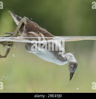 Un assaggio subacqueo di brughiere sull'acqua Foto Stock