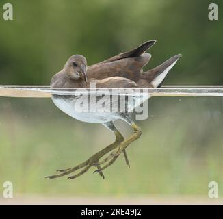 Un assaggio subacqueo di brughiere sull'acqua Foto Stock