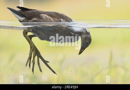 Un assaggio subacqueo di brughiere sull'acqua Foto Stock