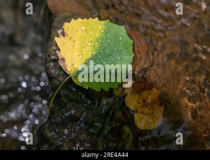foglia d'autunno bicolore bloccata dietro una pietra nel fiume, tempo d'autunno Foto Stock