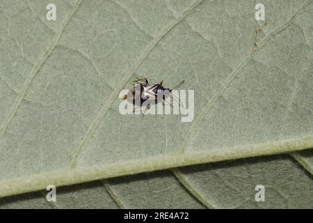 Insetto floreale comune (Anthocoris nemorum). Sottofamiglia Anthocorinae. Famiglia di insetti pirati (Anthocoridae). Piccolo bug predatorio. Balestra inferiore Foto Stock