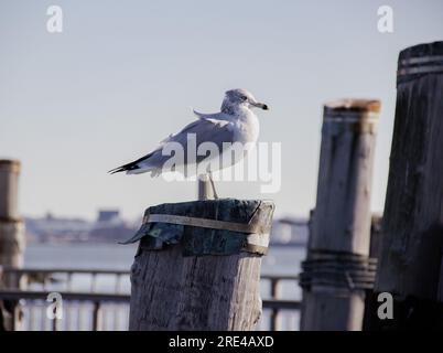 Gabbiano sul molo di Battery Park, New York Foto Stock