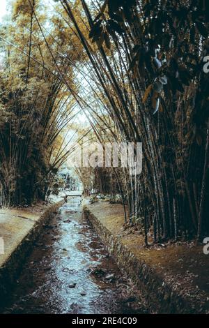 Un'immagine verticale grandangolare di un parco tropicale in una foresta pluviale ricoperta di bambù e altra vegetazione, con uno stretto ruscello e un piccolo pedone bri Foto Stock