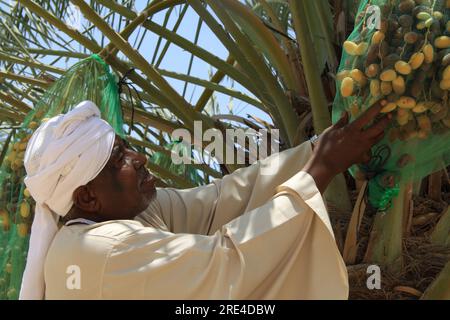 Un agricoltore è interessato a curare gli alberi da dattero, ispezionando diligentemente i frutti per valutarne la maturità e assicurarsi che rimangano esenti da malattie. Foto Stock