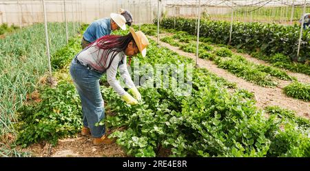 Gruppo di persone che lavorano all'interno della serra agricola per raccogliere verdure biologiche - lavoratori che raccolgono sedano all'asilo - attenzione principale sul volto femminile africano Foto Stock