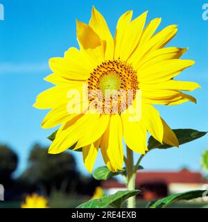 Die Sonnenblume (Helianthus annuus), auch Gewöhnliche Sonnenblume genannt, ist eine Pflanzenart aus der Gattung der Sonnenblumen (Helianthus) Foto Stock