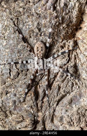 Ragno vagante ornamentale (Viridasius fasciatus), genere monotipico endemico di ragni araneomorfi dell'Africa orientale della famiglia Viridasiidae. Kivalo, ma Foto Stock