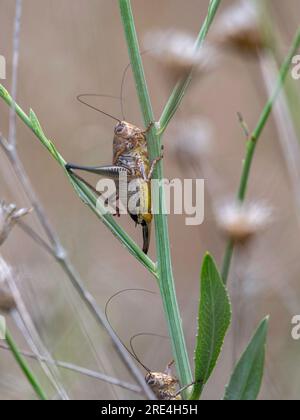 Ritratto macro isolato da vicino di una bella cavalletta - Armenia Foto Stock