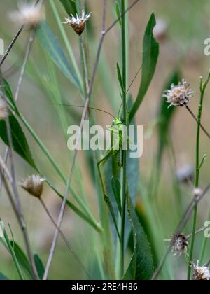 Ritratto macro isolato da vicino di una bella cavalletta - Armenia Foto Stock