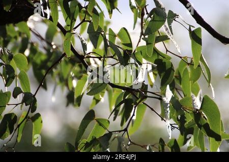 Albero di mopane della Namibia Colophospermum mopane Foto Stock