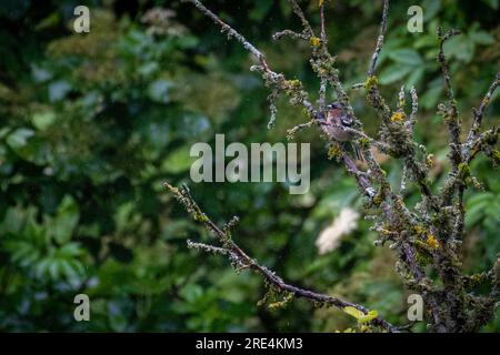 Isolato bellissimo uccello di Chaffinch comune adulto che canta mentre si siede sul ramo dell'albero sotto la pioggia - Armenia Foto Stock