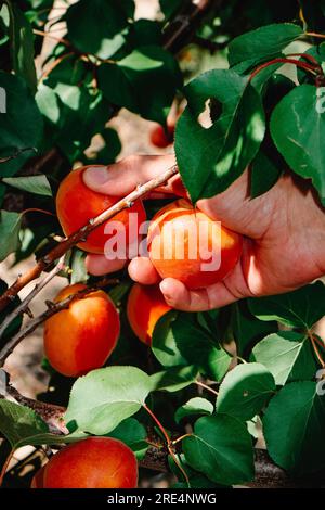 primo piano della mano di un uomo che raccoglie alcune albicocche mature da un albicocca, in un frutteto in Catalogna, Spagna Foto Stock