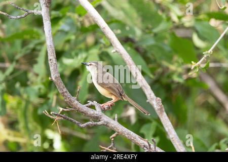 Piccolo membro della famiglia Warbler, la Prinia fiancheggiata da Tawny è comune e diffusa in gran parte delle zone di habitat dell'Africa orientale. Foto Stock