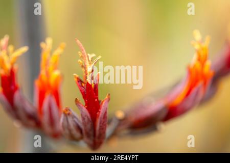 Ritratto naturale ravvicinato della pianta fiorita del Phormium Tenax «Purpureum Group», con sfondo morbido Foto Stock