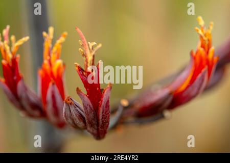 Ritratto naturale ravvicinato della pianta fiorita del Phormium Tenax «Purpureum Group», con sfondo morbido Foto Stock