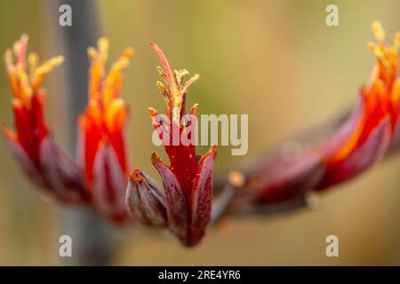 Ritratto naturale ravvicinato della pianta fiorita del Phormium Tenax «Purpureum Group», con sfondo morbido Foto Stock
