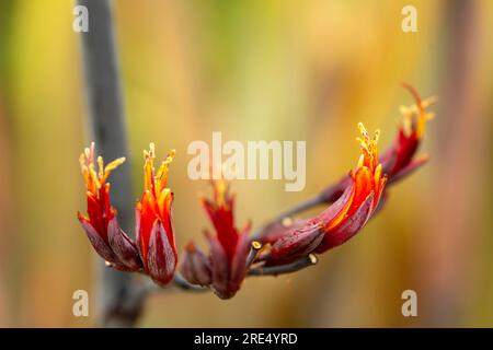 Ritratto naturale ravvicinato della pianta fiorita del Phormium Tenax «Purpureum Group», con sfondo morbido Foto Stock