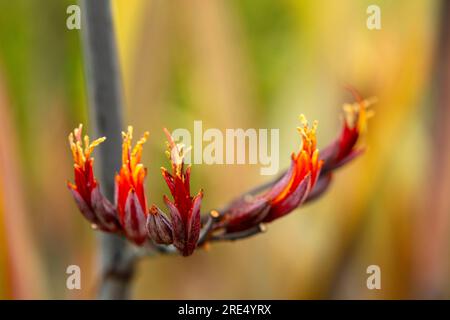 Ritratto naturale ravvicinato della pianta fiorita del Phormium Tenax «Purpureum Group», con sfondo morbido Foto Stock