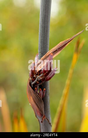 Ritratto naturale ravvicinato della pianta fiorita del Phormium Tenax «Purpureum Group», con sfondo morbido Foto Stock