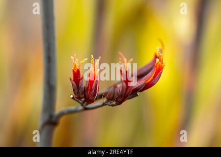 Ritratto naturale ravvicinato della pianta fiorita del Phormium Tenax «Purpureum Group», con sfondo morbido Foto Stock