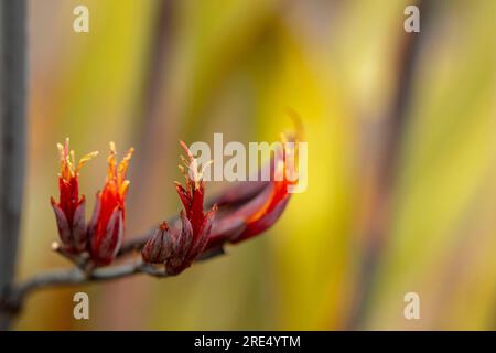 Ritratto naturale ravvicinato della pianta fiorita del Phormium Tenax «Purpureum Group», con sfondo morbido Foto Stock