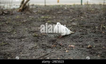 La colomba bianca si trova a terra. Uccello a terra. Dove in città. Piume bianche. Foto Stock