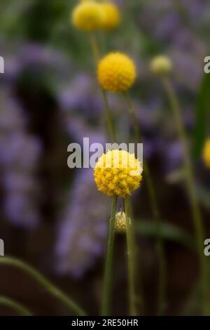 Ritratto naturale ravvicinato di piante in fiore dell'intrigante Craspedia Globosa, in un incantevole sole estivo Foto Stock