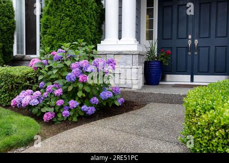 Coloratissimi fiori di ortensia viola in piena fioritura durante l'inizio dell'estate, davanti al cortile di casa Foto Stock