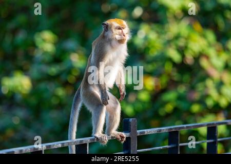 Un macaco dalla coda lunga che sorge sulla ballaustra di Sunrise Gateway sopra il Serangoon Reservoir, Singapore Foto Stock