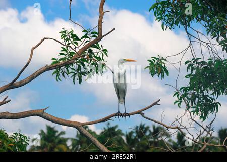 Un ottimo egretto: L'airone bianco in primo piano a Poovar Backwater, Kerala, India Foto Stock
