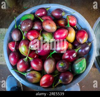 Deliziosi frutti della passione coltivati nelle colline di Kodaikanal, Tamil Nadu, India Foto Stock