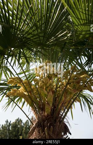 Il mulino cinese Palm, Trachycarpus fortunei Foto Stock