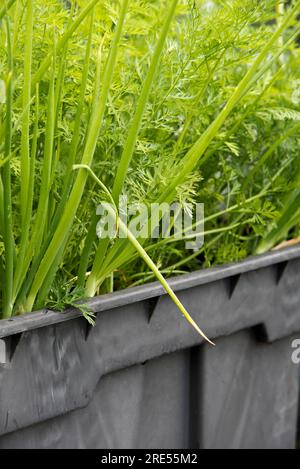 Carote coltivate in contenitori e cipolle primaverili che crescono come piante complementari in un vecchio serbatoio d'acqua in plastica dismesso. Foto Stock