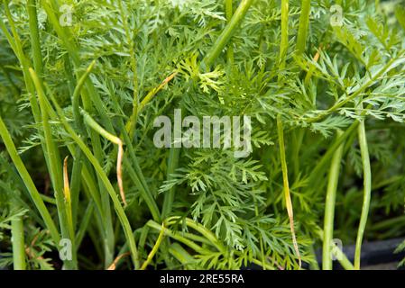 Carote coltivate in contenitori e cipolle primaverili che crescono come piante complementari in un vecchio serbatoio d'acqua in plastica dismesso. Foto Stock