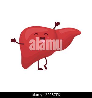 Personaggio dell'organo del corpo umano del fegato dei cartoni animati. Vettore allegro sano organo interno del sistema digestivo. Personaggio anatomico Kawaii con un bel volto sorridente. Assistenza sanitaria, educazione anatomica per bambini Illustrazione Vettoriale