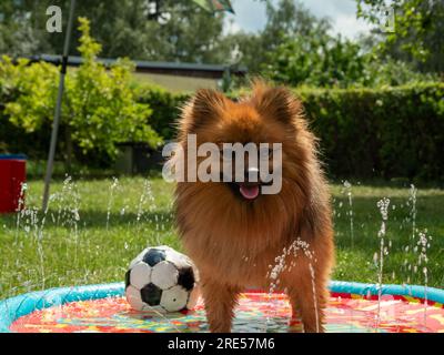 Spitz cane in una fontana di cani su un prato verde. Il cane Spitz gioca in acqua. Foto Stock