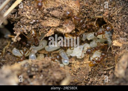Nido di formiche rosse comuni (Myrmica cfr rubra) che protegge le loro uova, larva e pupe, macro fotografia, insetti, formario, natura, biodiversità Foto Stock