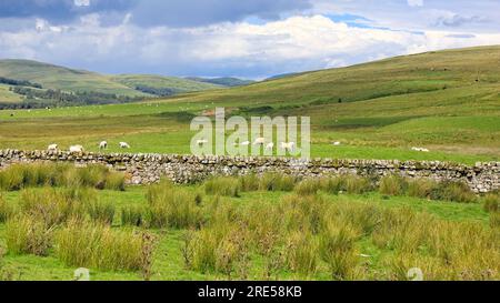 Ammira un paesaggio scozzese di prati con pecore che pascolano in lontananza Foto Stock