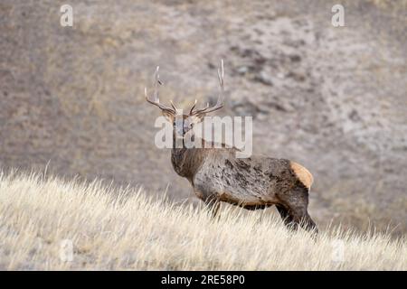 Argalant, TUV, Mongolia. 23 ottobre 2021. Hustay National Park, cervi rossi. Crediti: L. Enkh-Orgil. Foto Stock