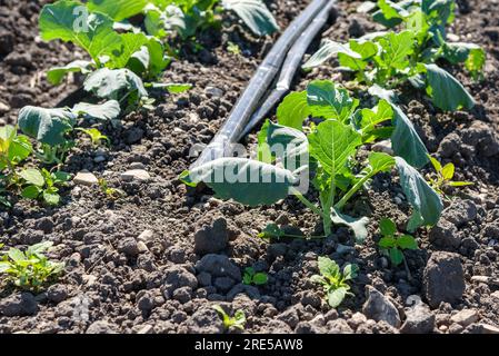 Primo piano di una giovane pianta di cavolfiore che cresce su terreno asciutto in un campo in California. Messa a fuoco selettiva. Foto Stock