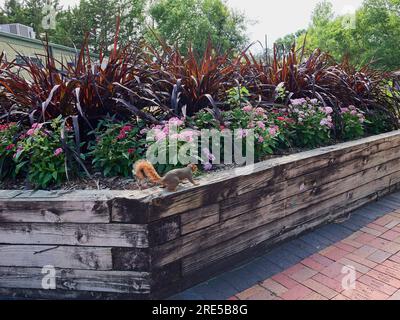 Topeka, Kansas - 22 luglio 2023: Autoctono Gray Squirrel allo zoo Foto Stock