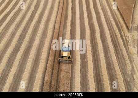 Vista aerea con droni di una mietitrebbia New Holland che raccoglie un raccolto vicino a Cardenden, Fife, Scozia. Foto Stock