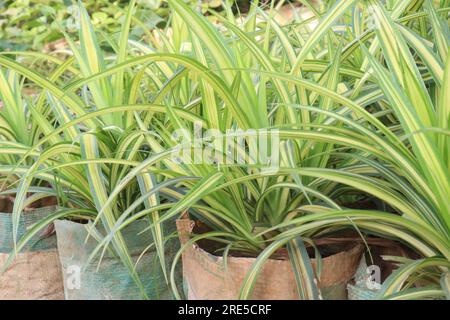 Il pandanus veitchii albero di foglia in vaso in fattoria per la vendita è un raccolto da contante Foto Stock