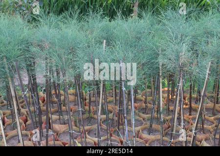 Casuarina Equisetifolia Plant in vivaio per la raccolta sono colture da reddito Foto Stock