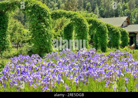 Iris blu fioriti nel giardino - paesaggio rurale estivo. Una fila di archi intrecciati con uva a cinghiale sullo sfondo. La bellezza della fioritura estiva Foto Stock
